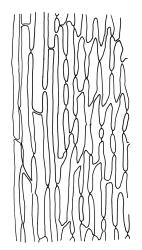 Dicranoloma plurisetum, mid laminal cells adjacent to costa. Drawn from A.J. Fife 8581, CHR 464928.
 Image: R.C. Wagstaff © Landcare Research 2018 